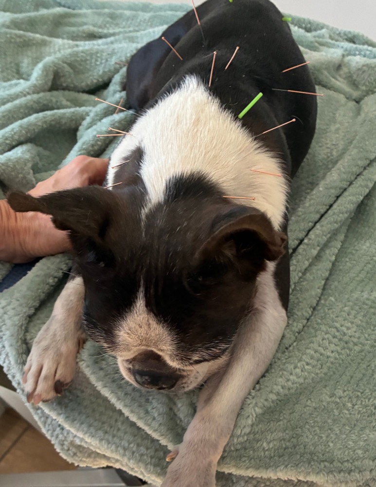 Petit chien noir et blanc détendu, des aiguilles d'acupuncture posées sur le dos