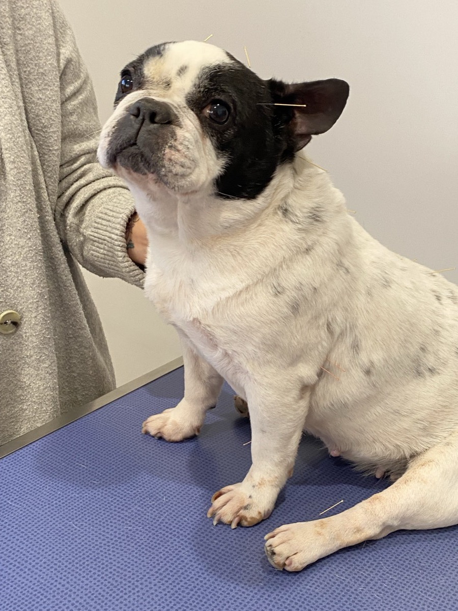 Bouledogue français en séance d'acupuncture en clinique vétérinaire