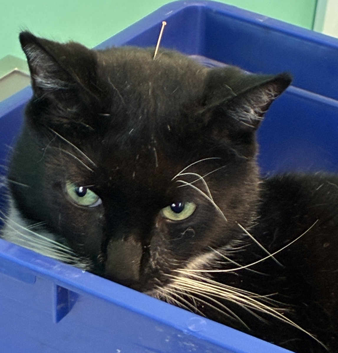 Chat noir et blanc avec une aiguille d'acupuncture sur la tête