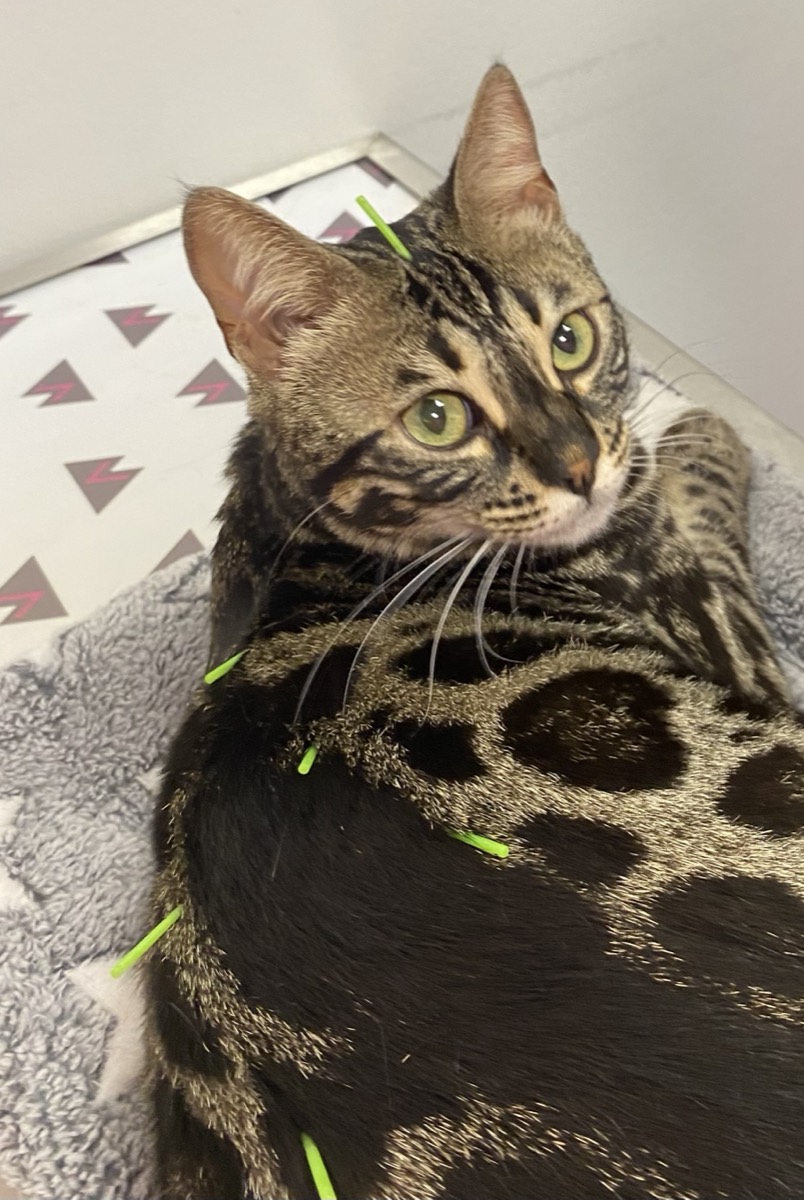 Chat bengal allongé pendant une séance d'acupuncture
