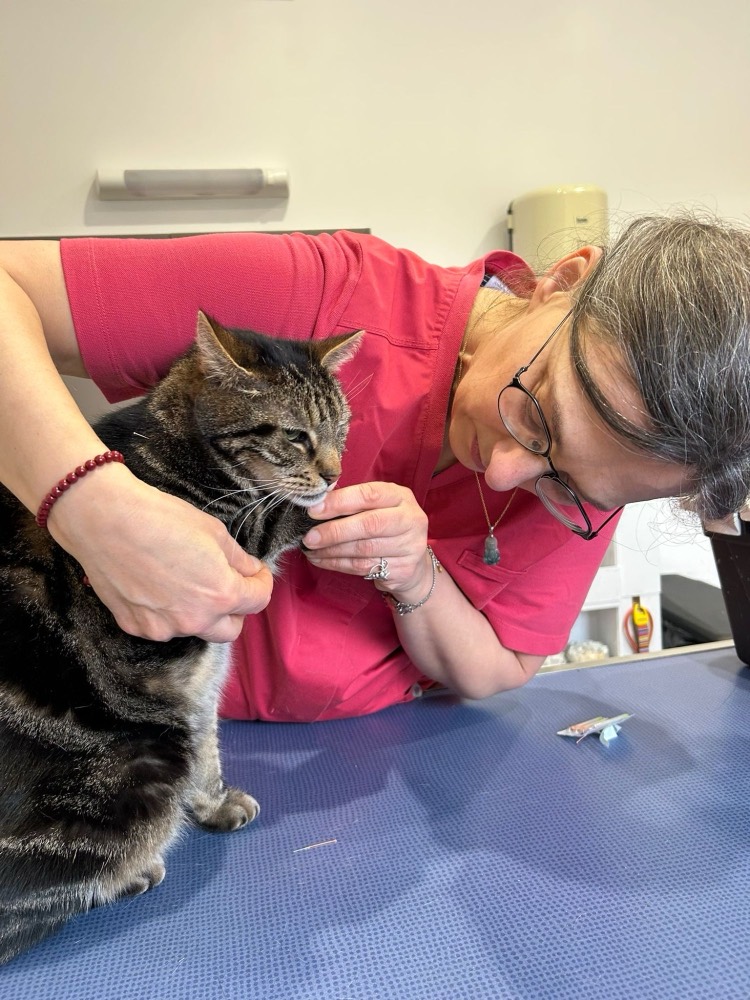 Le Dr Isabelle Franzetti examine un chat tigré sur la table de consultation