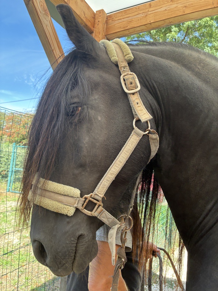 Cheval noir au licol, sous un abri