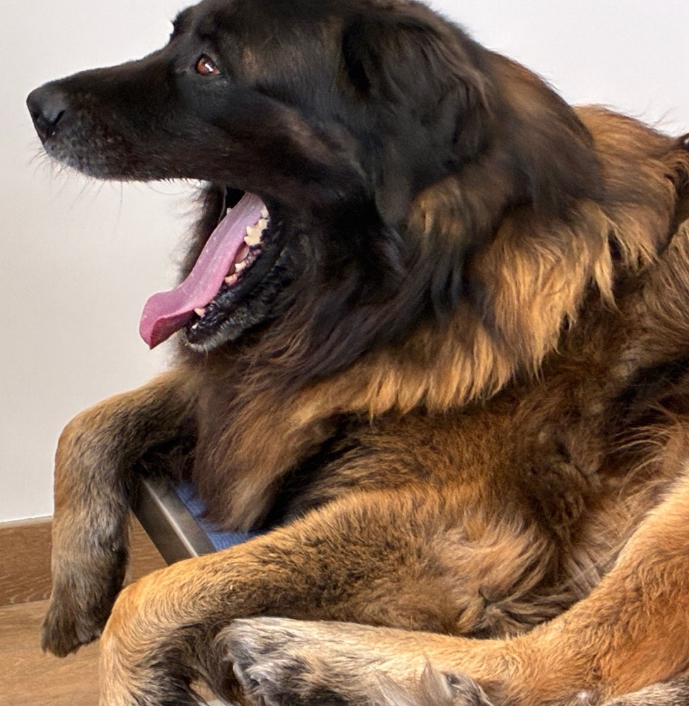 Grand chien détendu, allongé pendant une séance