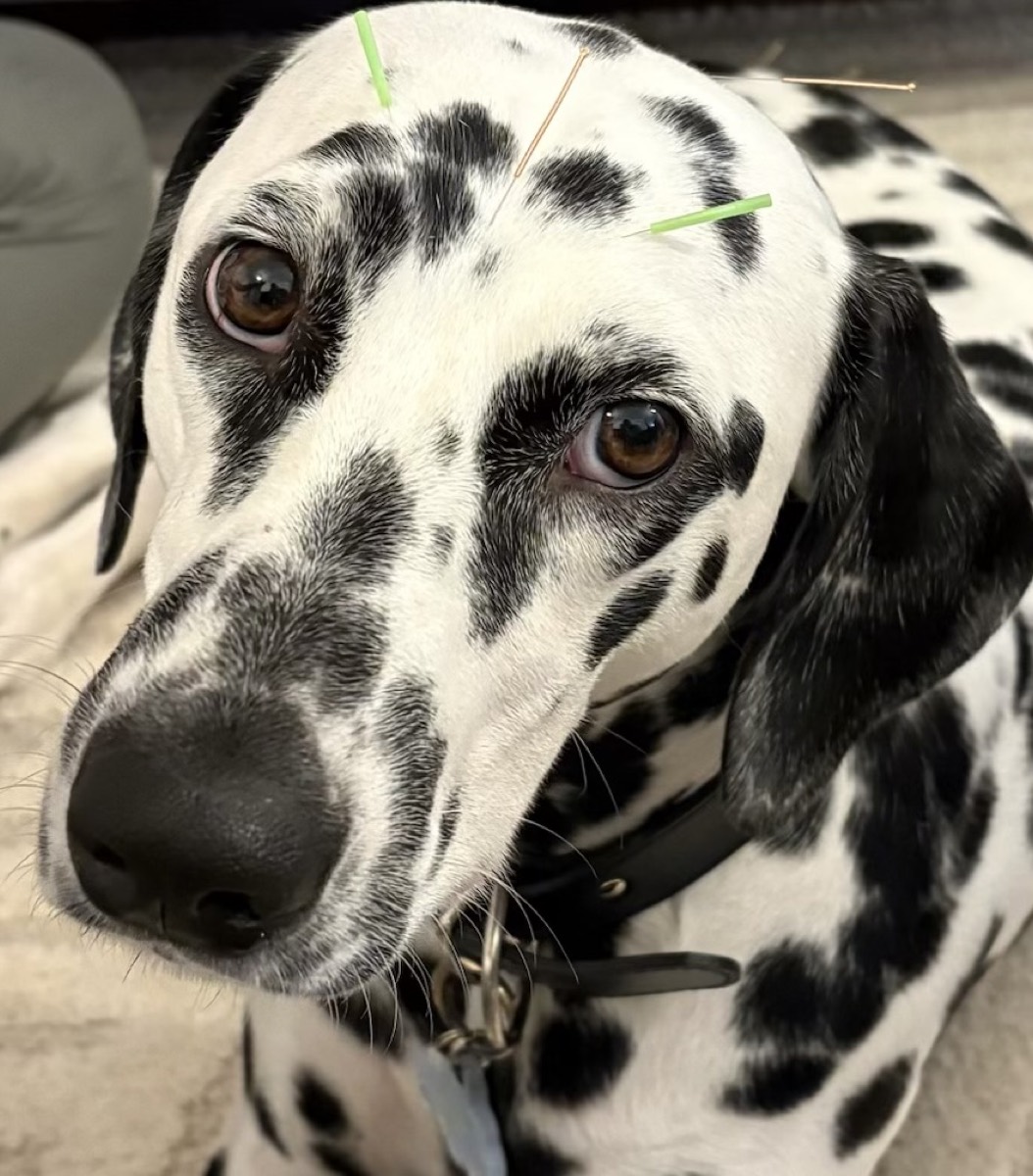 Dalmatien détendu avec des aiguilles d'acupuncture sur la tête
