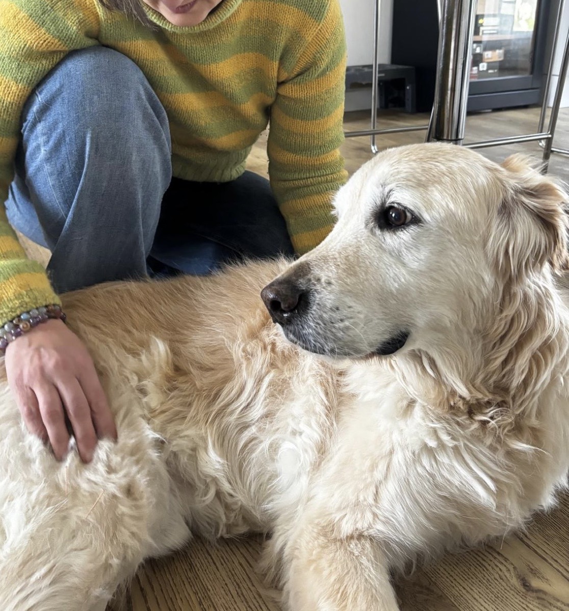 Séance d'acupuncture à domicile sur un golden retriever