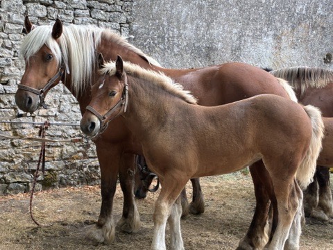 Jument comtoise et son poulain devant un mur en pierre