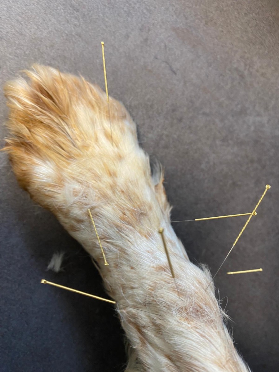 Patte de chien avec des aiguilles d'acupuncture fines et stériles